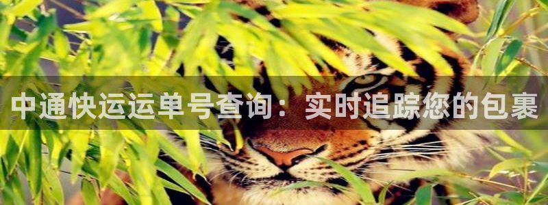 28圈农业银行是狗卡吗：中通快运运单