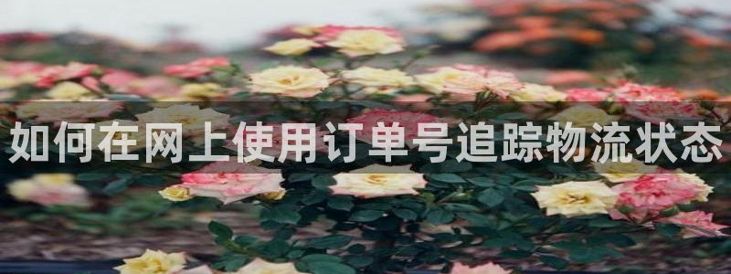 28圈是干嘛的：如何在网上使用订单号