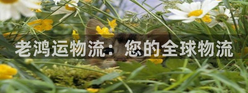 自行车28圈是什么意思：老鸿运物流：