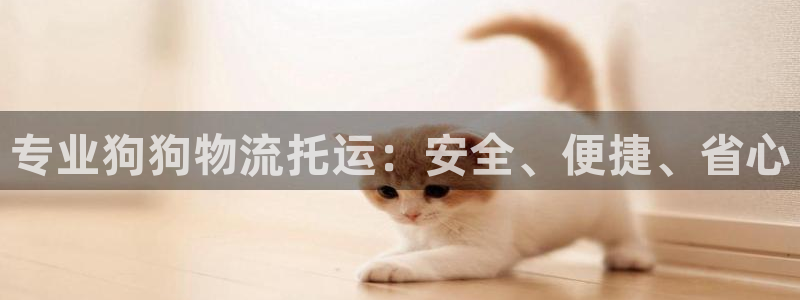 28圈稳吗：专业狗狗物流托运：安全、