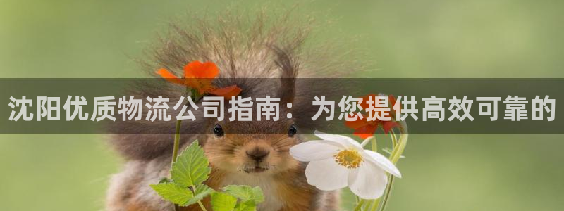 28圈返水怎么算的：沈阳优质物流公司