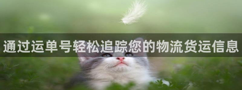 28圈注册号：通过运单号轻松追踪您的
